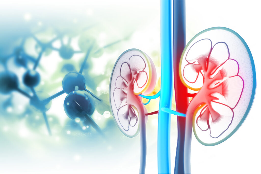 An illustration of the kidneys.