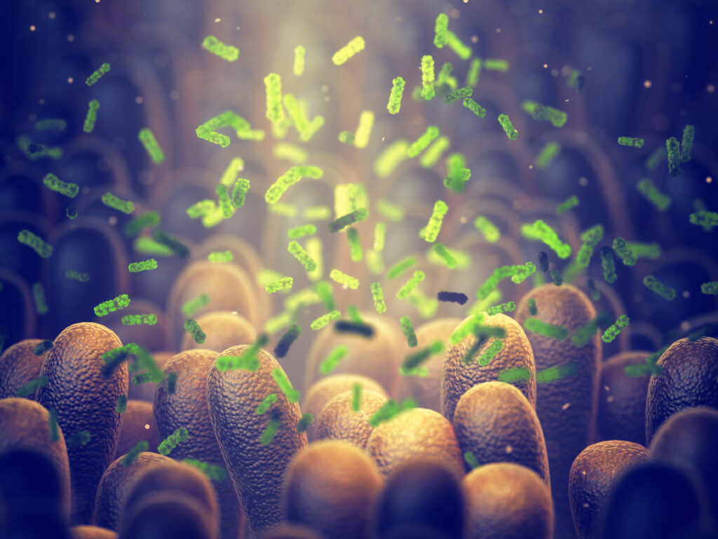 An illustration of the human gut microbiota.